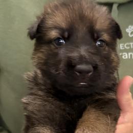 Blue Girl - Sable female German Shepherd puppy in Grantsville, Utah from Vom Haus Denfors K9 - Working German Shepherds