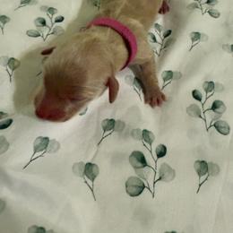 Yeti - Piebald female Dachshund puppy in Wrightwood, California from Twinkle Dachs