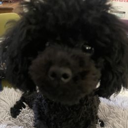 Jett - Yorkipoo