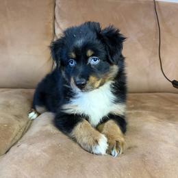 Nani - Black tri female Miniature Australian Shepherd puppy in Fredericksburg, Texas from Wrenfalls Paradise
