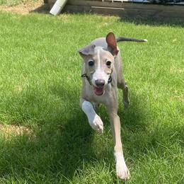 Mr black - Blue fawn male Italian Greyhound puppy in Augusta, Georgia from Iggies of Azalea