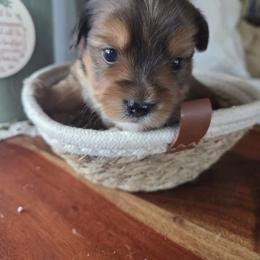 Jase - Chocolate, tan and white male Yorkshire Terrier puppy in Dickson, Tennessee from Rowan's Rascals