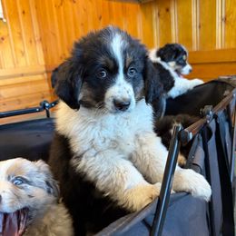 Moose - Black tri male Miniature Australian Shepherd puppy in Shingletown, California from Whiskeytown Aussies