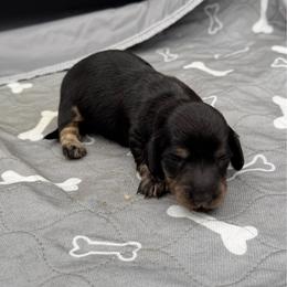 Female 1 - Black and cream female Dachshund puppy in Spanaway, Washington from 11 Oaks Kennels