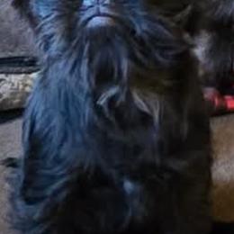 Brussels Griffon Puppies from Brussels and Broodle's and Shiffon's Oh My