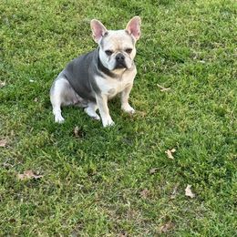 Opa - French Bulldog