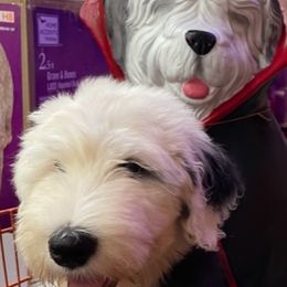 Old English Sheepdogs from Shawn's Old English Sheepdogs