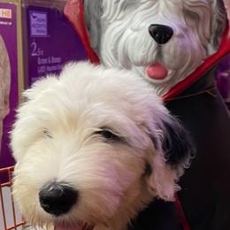 Old English Sheepdogs from Shawn's Old English Sheepdogs