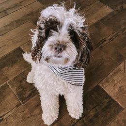 Archie - Cockapoo