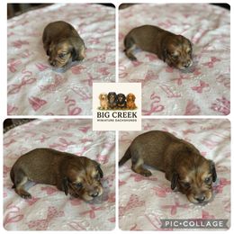 Bailey - Sable female Dachshund puppy in Durant, Oklahoma from Big Creek Mini Dachshund