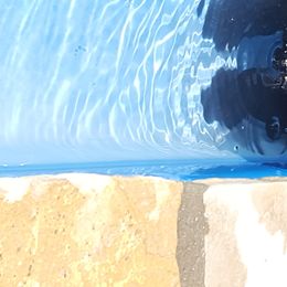 Labrador Retriever Puppies from Sommit Labradors