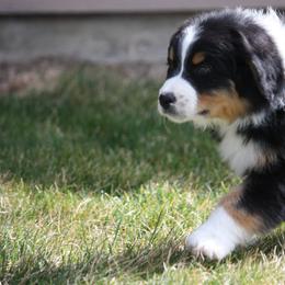Australian Shepherd Puppies from Flying L Aussies