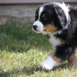 Australian Shepherd Puppies from Flying L Aussies
