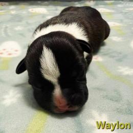 Waylon - Black male American Staffordshire Terrier puppy in Clintwood, Virginia from SkyBlue Kennel