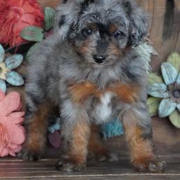 Reese BMF darkest - Blue merle female Aussiedoodle puppy in Lawton, Oklahoma from Lindsey’s Aussies