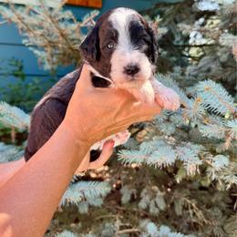 Lincoln - male Double Doodle puppy in Blue Springs, Missouri from Jeanie’s Doodles