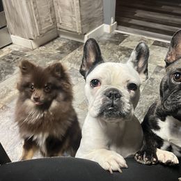 French Bulldog and Neapolitan Mastiff All Grown Up from Unique Uprisings