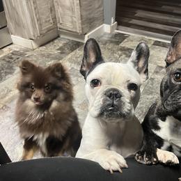 French Bulldog and Neapolitan Mastiff All Grown Up from Unique Uprisings