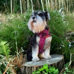 Lex - Miniature Schnauzer