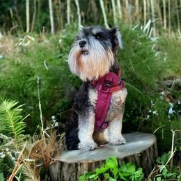 Lex - Miniature Schnauzer