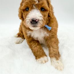 Luigi - Red  male Goldendoodle puppy in Sunman, Indiana from Brunsman Country Doodles LLC