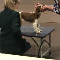 Welsh Springer Spaniel Puppies from Teri Kavakos