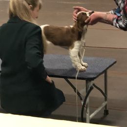 Welsh Springer Spaniel Puppies from Teri Kavakos