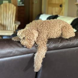 Cooper - Goldendoodle