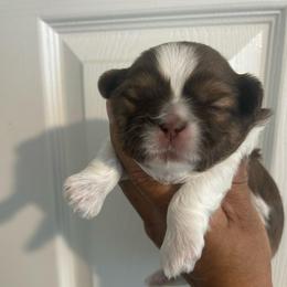 Male 1 - Liver and white male Shih Tzu puppy in Kissimmee, Florida from Bebe AKC Puppies
