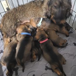 Dachshund All Grown Up from Doxikota