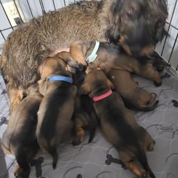 Dachshund All Grown Up from Doxikota