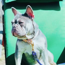 Ivy  - French Bulldog