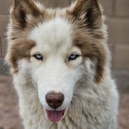 Toga - Siberian Husky
