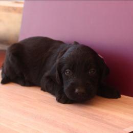 Girl 1 - Black female Labradoodle puppy in Apache Junction, Arizona from Loving Doodle