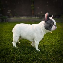 Legacy - French Bulldog