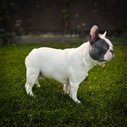 Legacy - French Bulldog