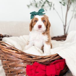 Amneris - Red female Bernedoodle puppy in South Jordan, Utah from Wonderful World Doodles