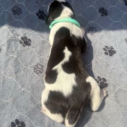 Stormy - Blue ticked and tan female Bluetick Coonhound puppy in Mount Pleasant, Texas from Harmons Hounds