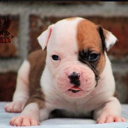 American Bulldog and French Bulldog Puppies from Blackwell's American & French Bulldogs