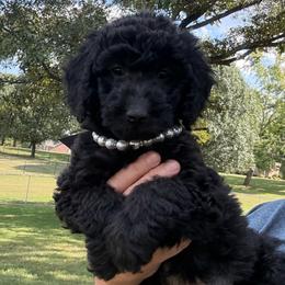 Joy - Black female Goldendoodle puppy in Portland, Tennessee from Happy_Tails_by_TJ
