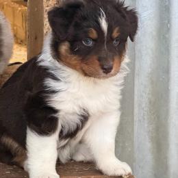 Rowan - Red tri-color female Australian Shepherd puppy in Boise, Idaho from Black Canyon Corral Aussies