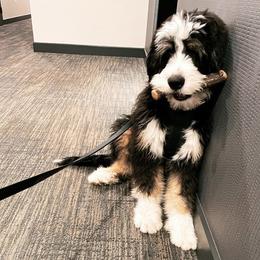 Bernedoodle, Bernese Mountain Dog, and Poodle Puppies from NJ Bernedoodles