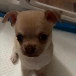 Coop - Chocolate sabled fawn male Chihuahua puppy in Orange, Texas from Tiny Paws from God