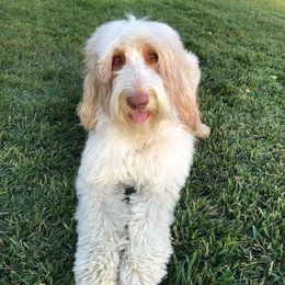 Aussiedoodles, Bernedoodles, and Goldendoodles from California Goldendoodle Ranch