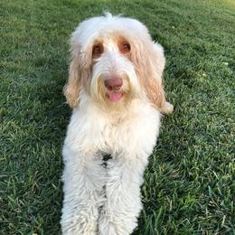 Aussiedoodles, Bernedoodles, and Goldendoodles from California Goldendoodle Ranch