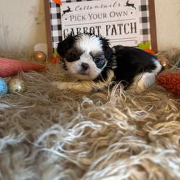 Girl1 - Black gold and white female Shih Tzu puppy in Hibbing, Minnesota from Iron Range Shih Tzu and Puppies