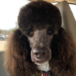 Georgia  - Poodle