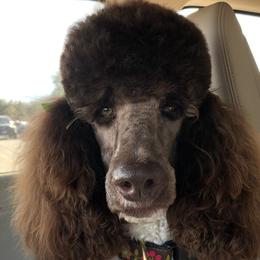 Georgia  - Poodle