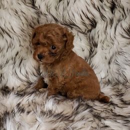 Poodle Puppies from M & M Poodles