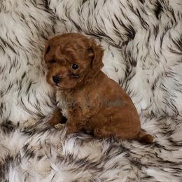 Poodle Puppies from M & M Poodles